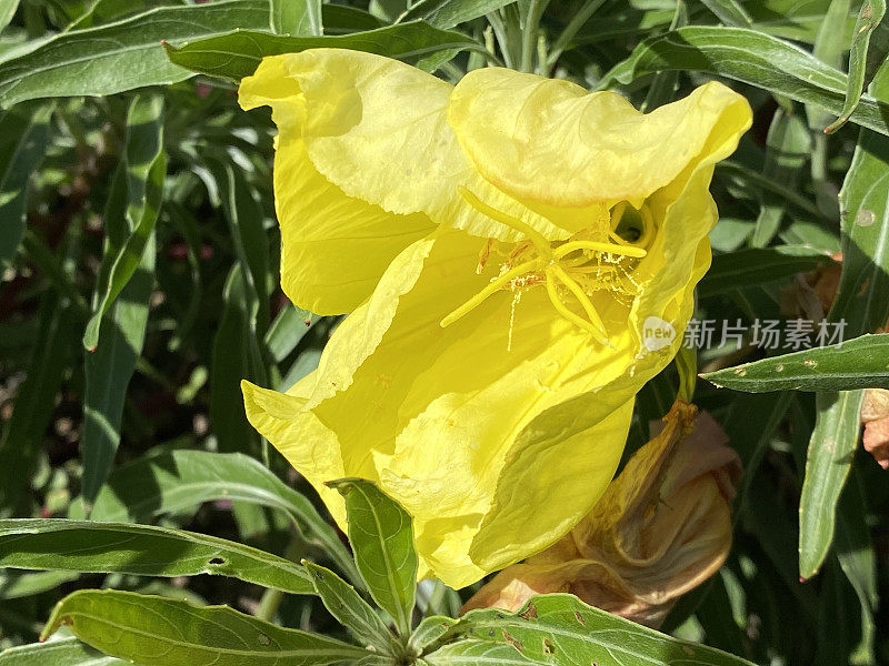 大果月见草(Oenothera macrocarpa，同Oenothera Missouri)， Ozark sunrop, Missouri月见草，Nachtkerze, l'enotera a fiore grande, Onagra de gran fruto或Onagra de Missouri